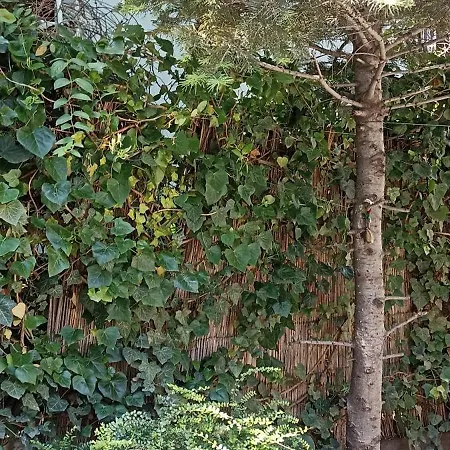 Kucica Slobodica Bukorovac